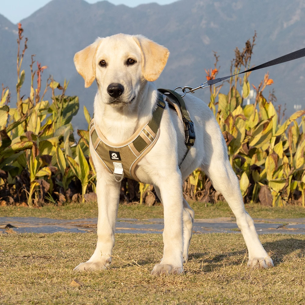 Dog Harness Image 16