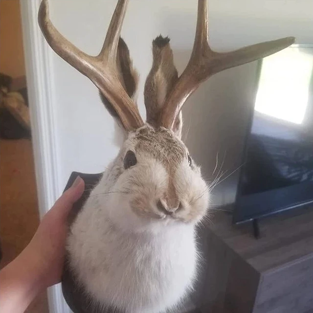 Sculpture de chambre à coucher intérieure, bois de tête de lapin, décoration murale suspendue, Jackalope, support mural d'animal pour la décoration murale de la maison 5
