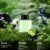 Fantasy Forest 50ml