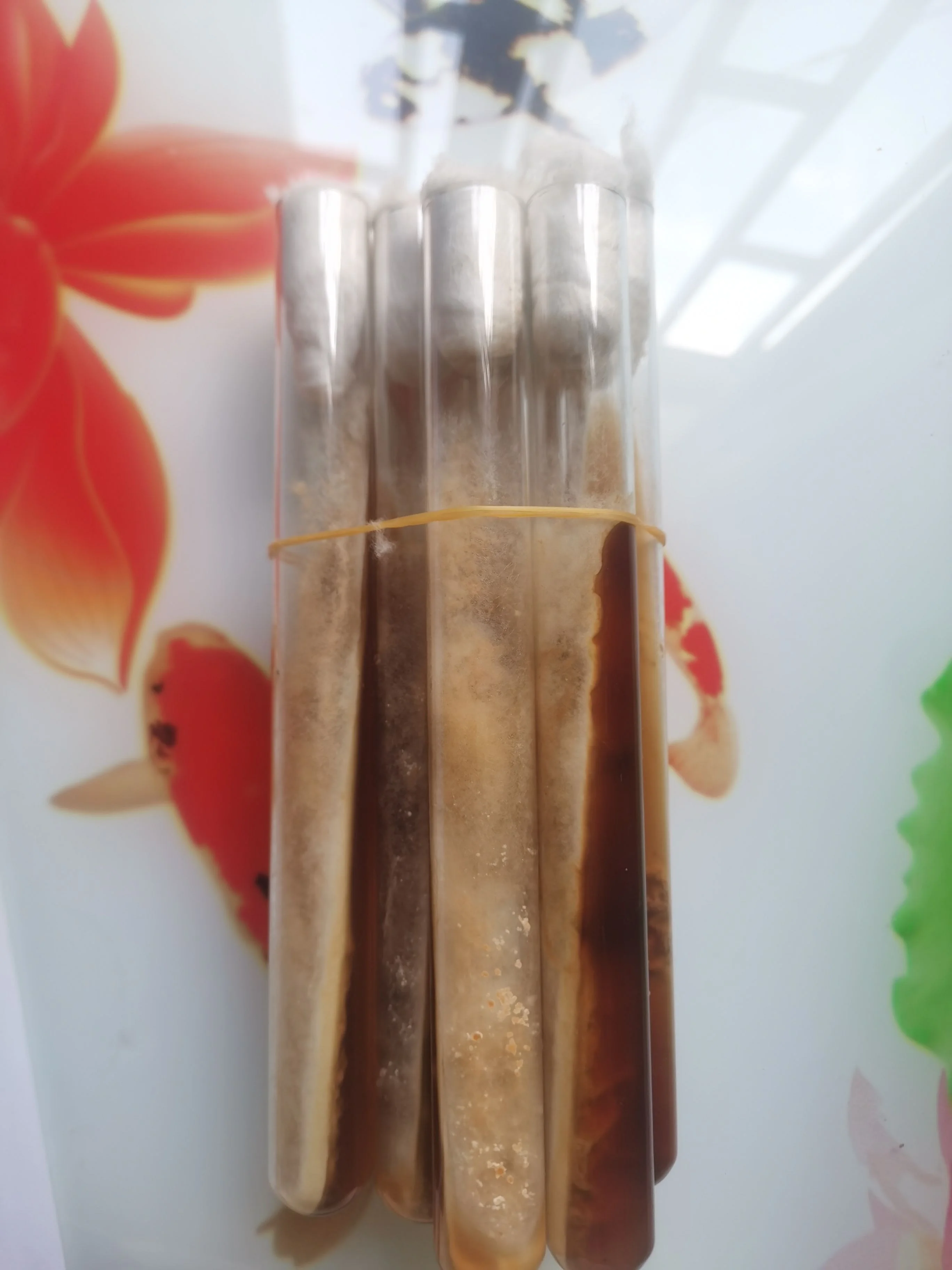 

morel package tubes