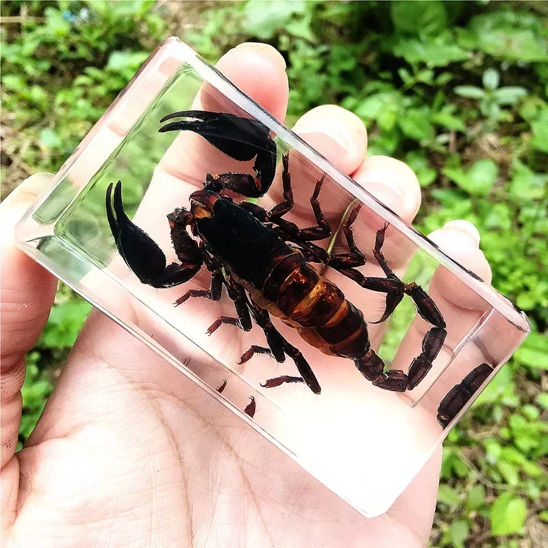 Real Insect Bug Specimen Taxidermia Clear Large Bug Epoxy Resin Spiders Beetles Large Insect Scorpion Specimen Craft Decoration 2