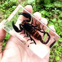 Real Insect Bug Specimen Taxidermia Clear Large Bug Epoxy Resin Spiders Beetles Large Insect Scorpion Specimen Craft Decoration 2