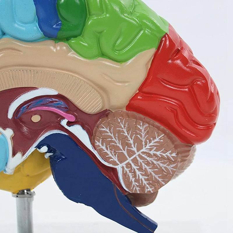 Right Brain Hemisphere Model 3