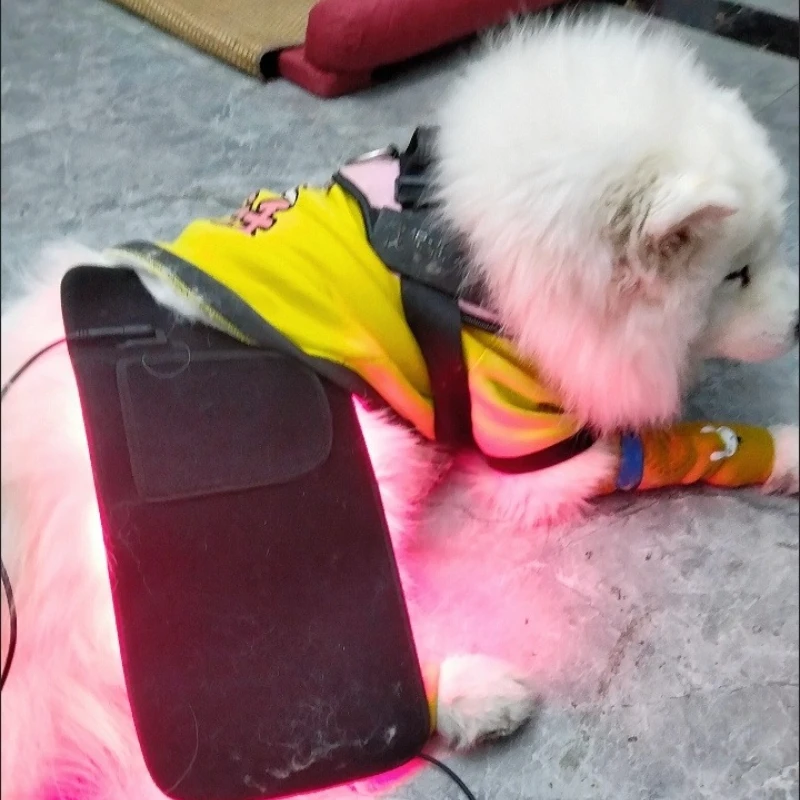 Veterinary use Red light LED therapy physiotherapy equipment for Pet dog pain relief pain reduce