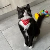 Cute Printed Bandana Cat Collar Puppy Dog Cat Scarf Collar Adjustable Triangular Pet Banadana Collar for Kittens Small Animals 2