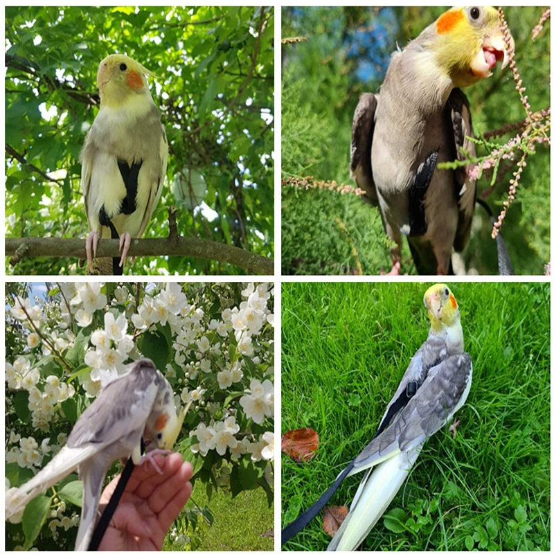 Bird Rope Parrot Harness Parrot Release Accessory Traction Rope For Birds  Bird Walking Parrot Training Rope For Outdoor Training - AliExpress