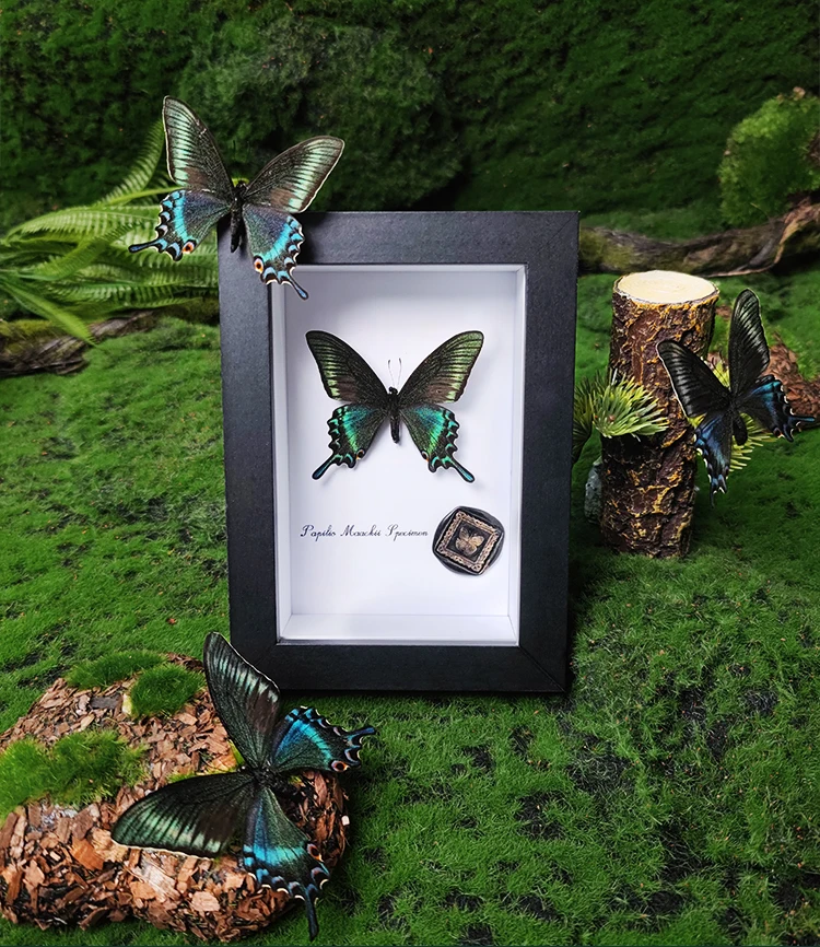 

Real Rare Specimen Photo Frame Insect Butterfly Ornament Collection Display Stand Home Table Decoration Wall Decor Gift