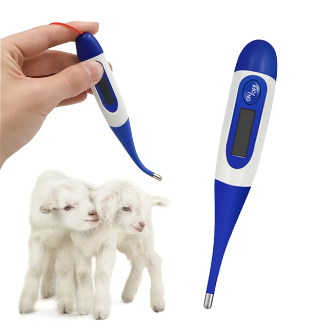 Animaux de compagnie Thermomètre électronique pour chien Thermomètre  numérique Fournitures vétérinaires