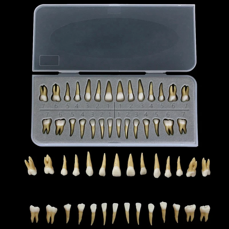 

28Pcs Tooth Model 1:1 Permanent Teeth Model Resin Tooth Demonstration Tooth Education Teach Study Easy To Use