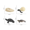 Life Cycle Set B
