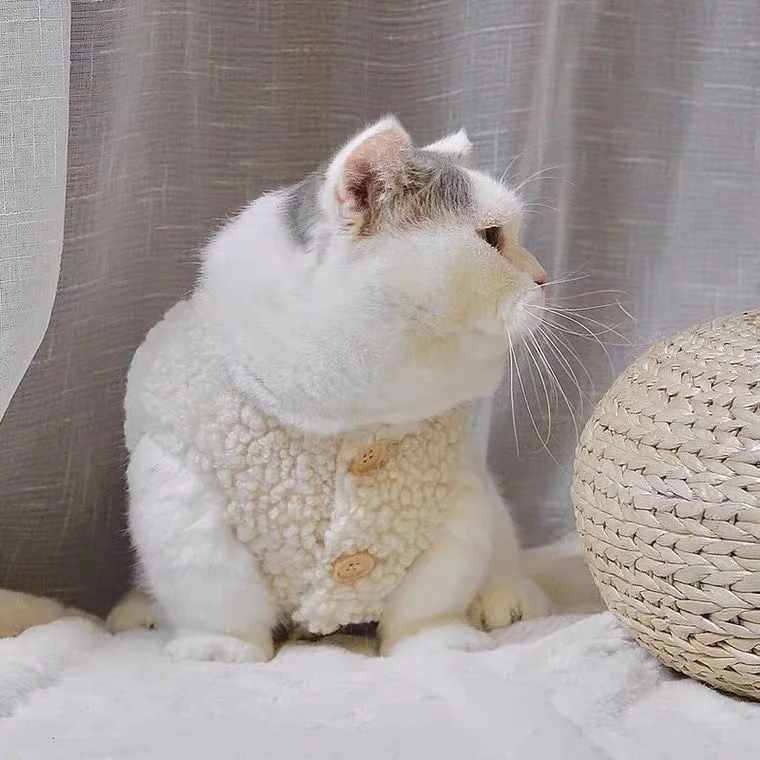 고양이 옷, 따뜻한 양털 조끼, 가을 겨울 테디 포메라니안 애완동물 겨울 옷, 귀여운 한국 옷