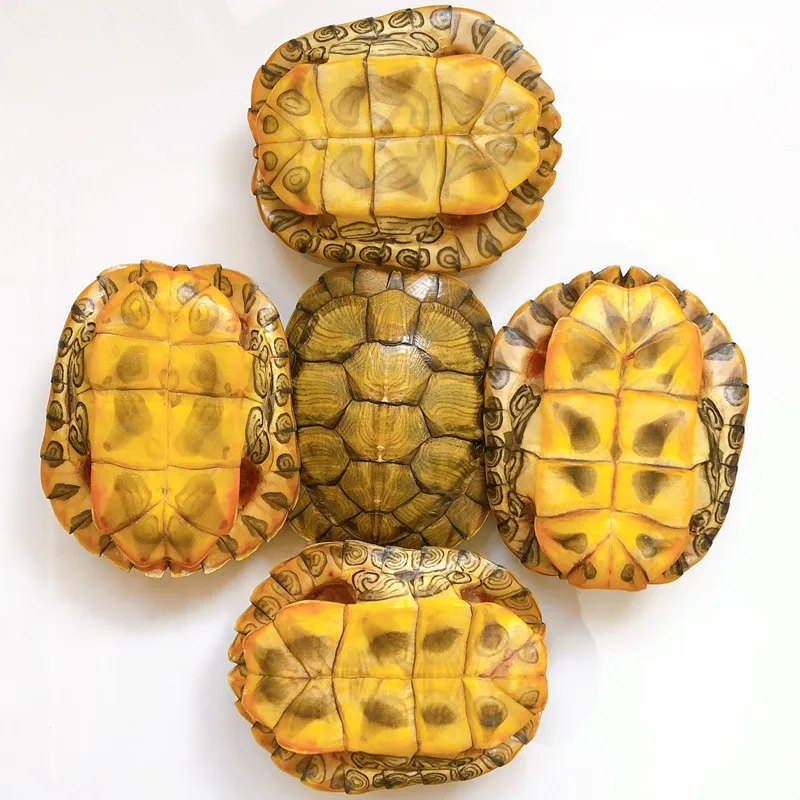 1-5 pcs Natural turtle shell /Turtle shell true specimen Taxidermy  Decoration Collection (11-15CM)