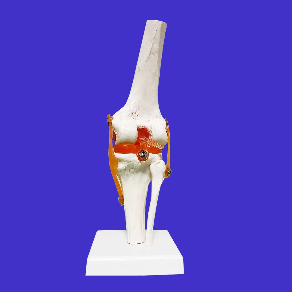 Lifesize 1:1 Human Knee Joint Anatomy Model Adult Medical Science Teaching Resources Anatomia Study School Supplies