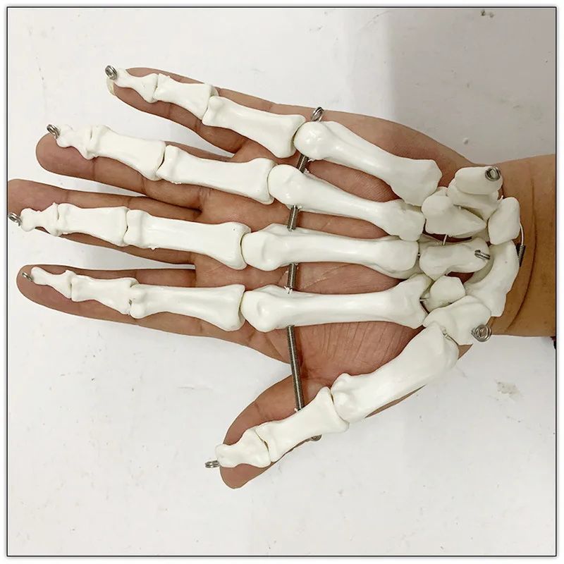 1:1 Life Size Human Hand Joint Model Hand Skeleton Bone Model Wrist Vola Palm Skeleton Medical Science Teaching Supplies