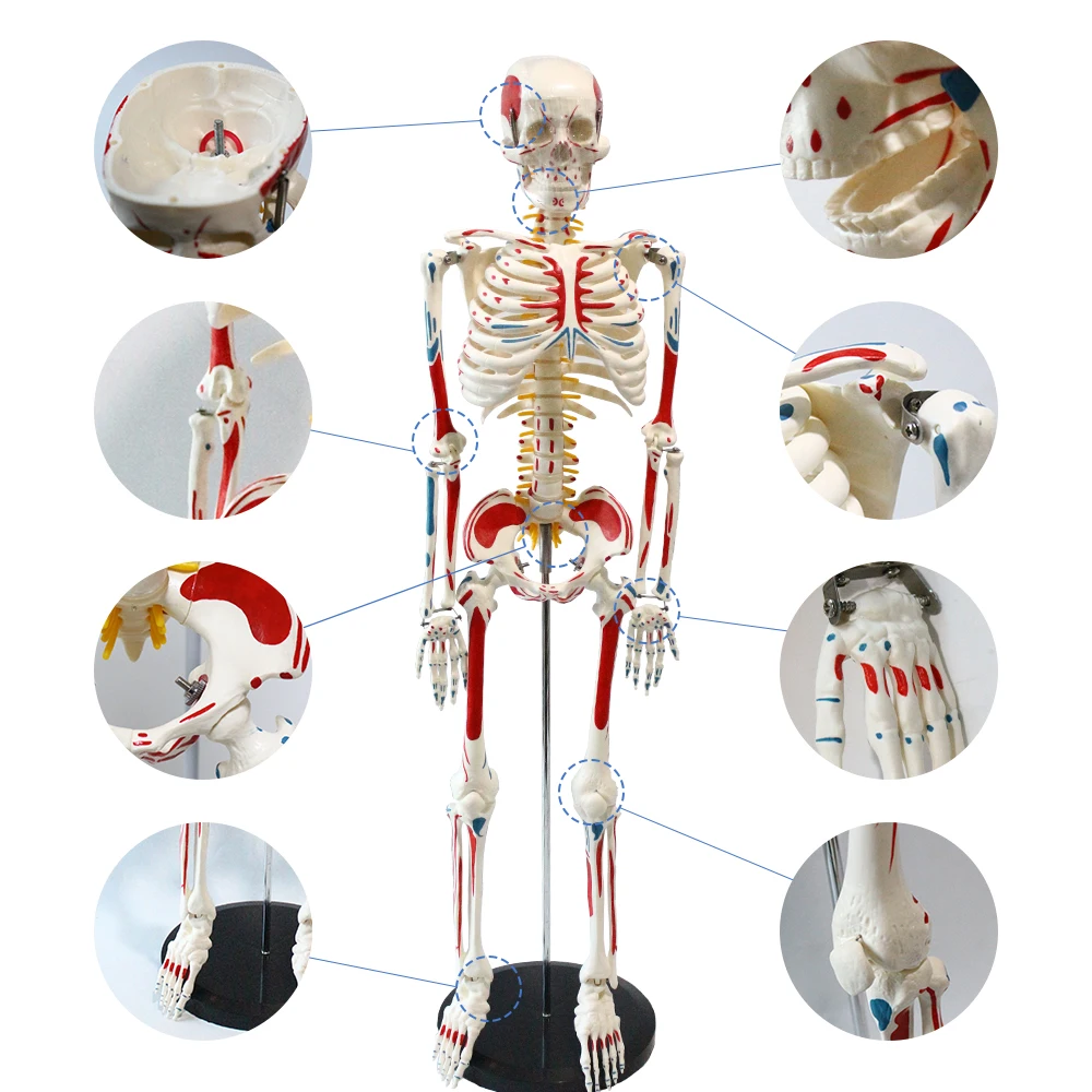 Human Anatomy Model For Sale Medical Whole Body Painted Muscle Points