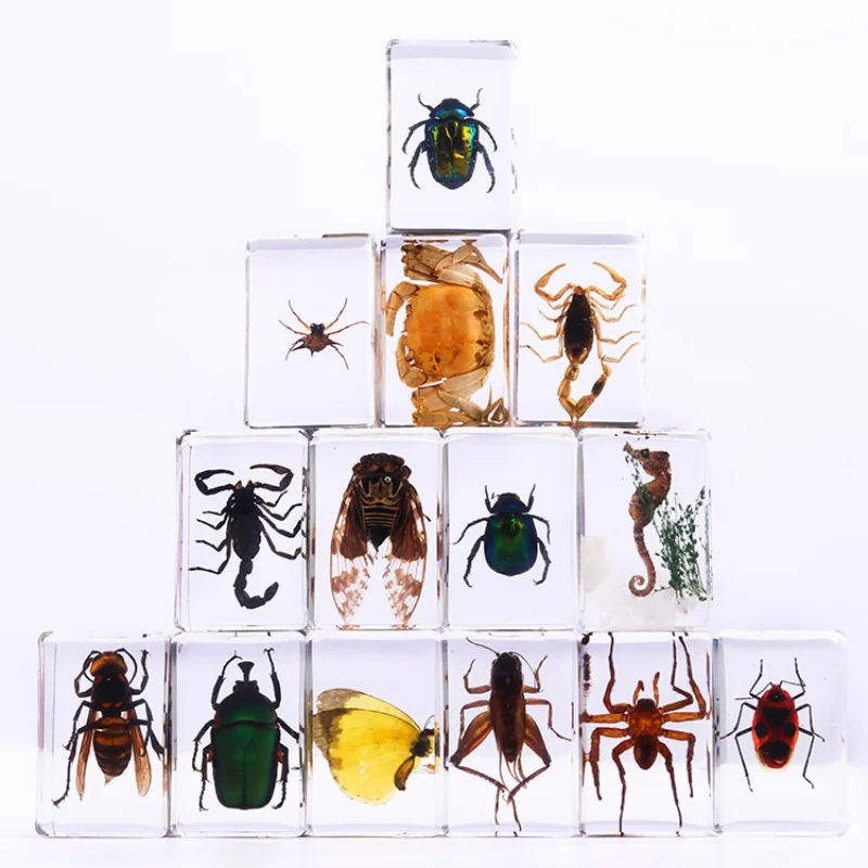 

Natural insect specimen Resin specimen Tenebrio beetle scorpion crab beetle spider real insect kindergarten teaching home decor