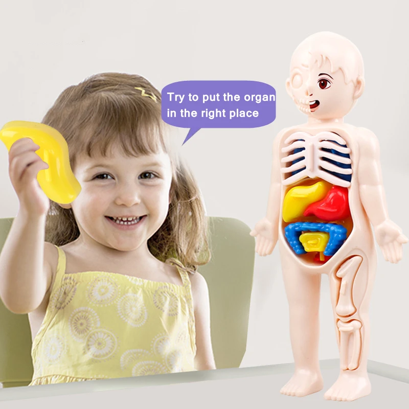 3D Montessori Puzzle Mannequin Human Anatomy Model Children's Learning Organs Toys Educational Body Learning Tools 3