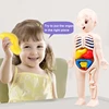 3D Montessori Puzzle Mannequin Human Anatomy Model Children's Learning Organs Toys Educational Body Learning Tools 3