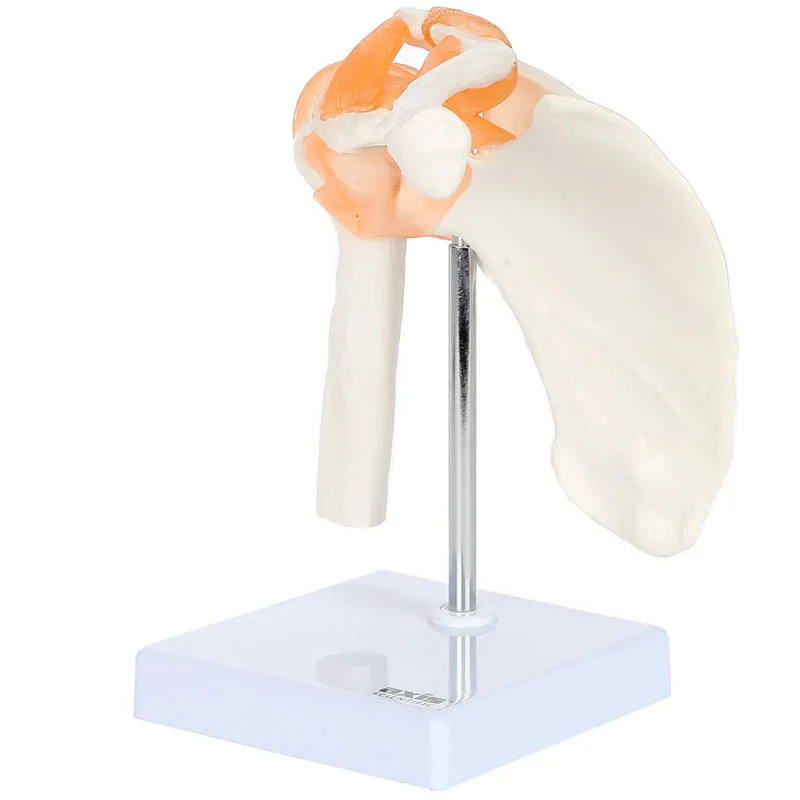 Human Anatomy Shoulder Joint Model Medical Science Teaching Resources Anatomia Teaching Supplies