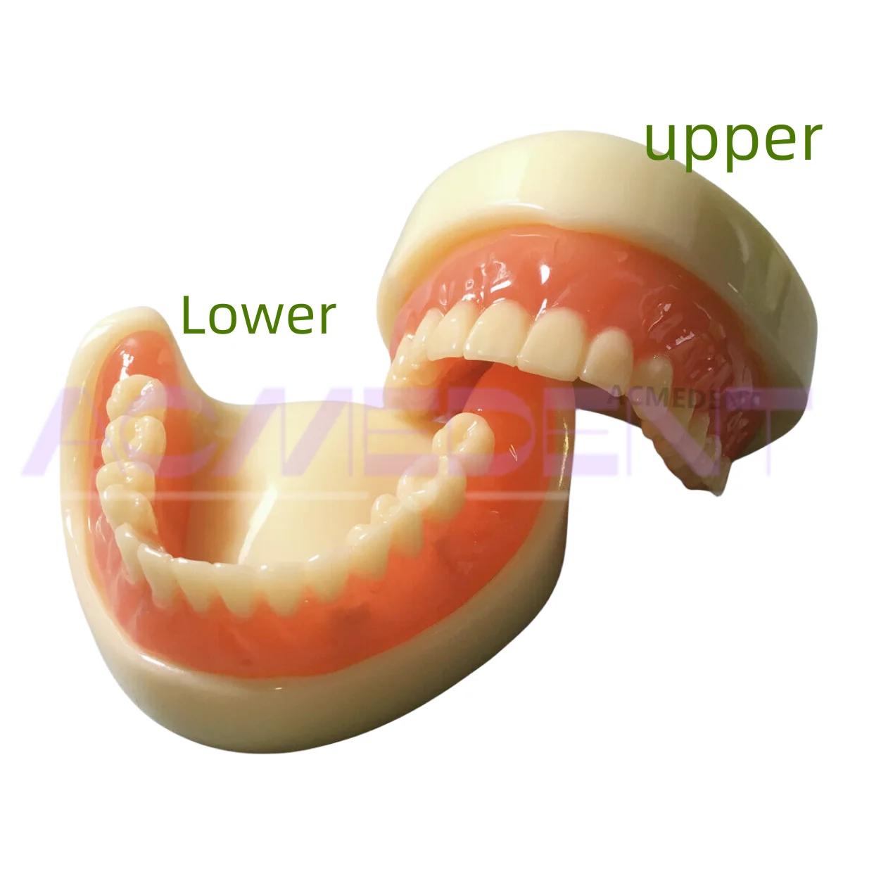 

Dental Teaching Model Full Denture Model Overdenture Magnetic Attachment Mandibular +Upper Removable