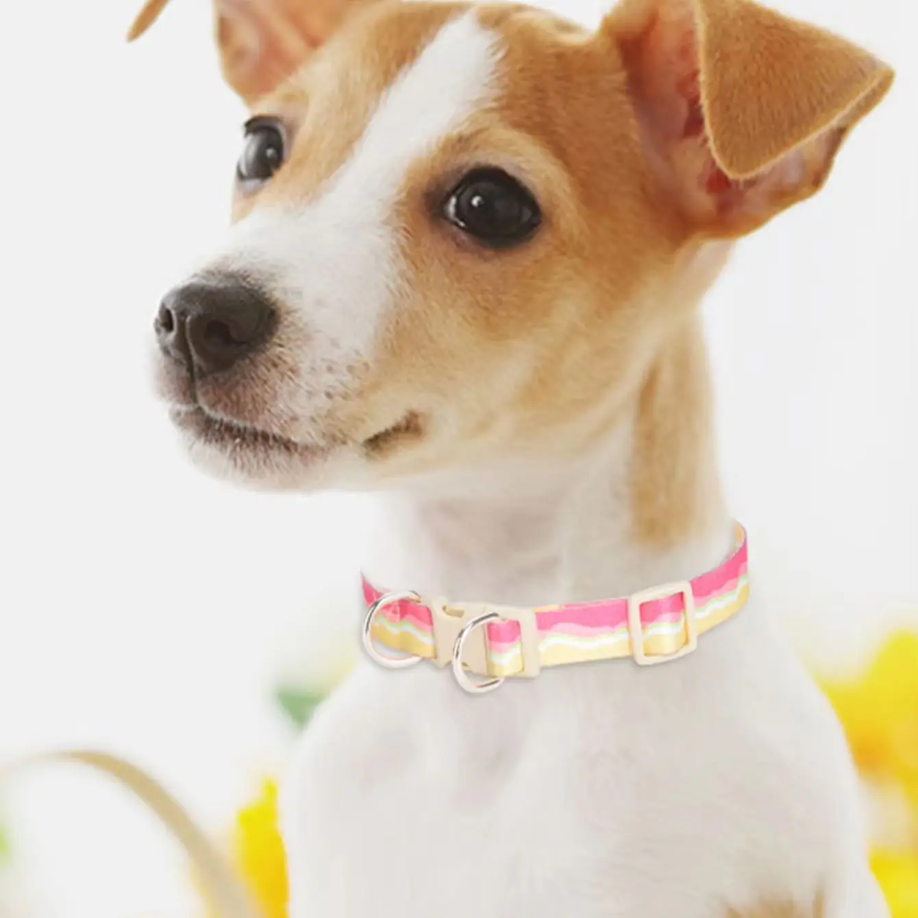CP531 adjustable printed pet dog collar