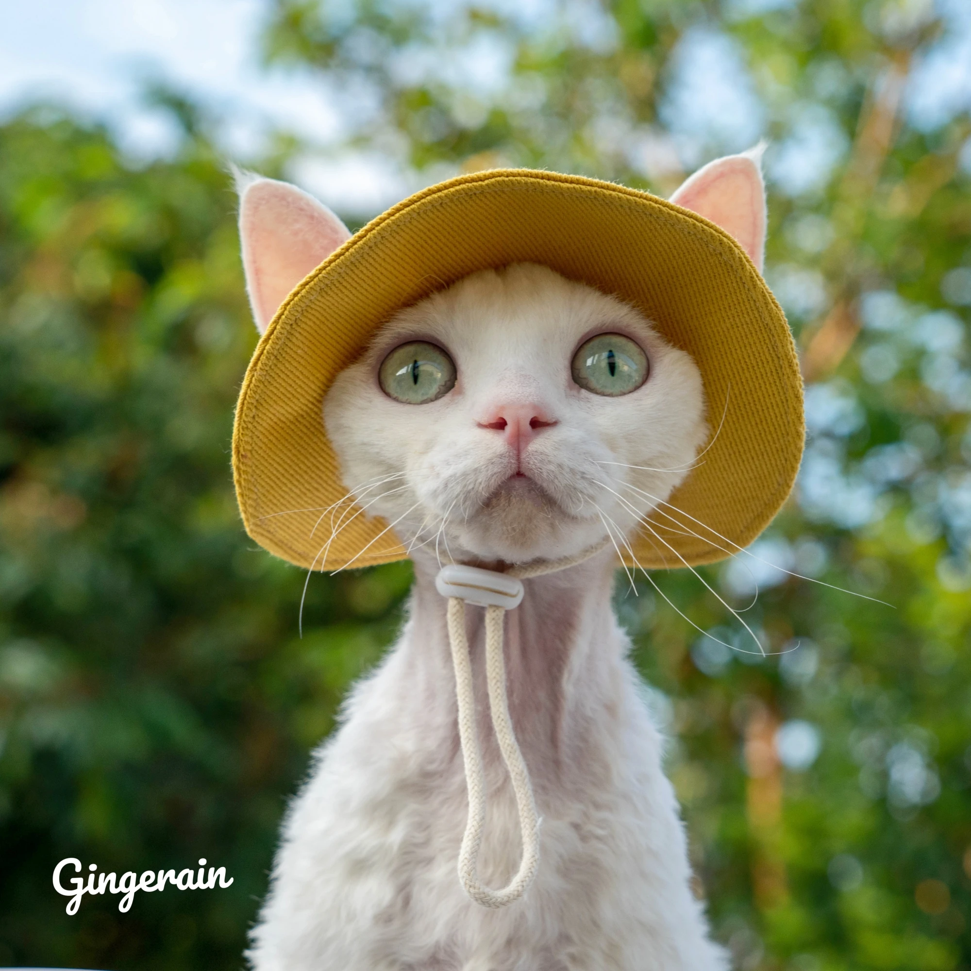 Hairless Cat Hat Denim Sun Hat Cute Cat Hat Cat Accesorios Fisherman Hat  Kitten Accessories Devon Sphinx Cat Hat Cat Collars  Leads AliExpress