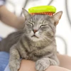 3 In 1 Cat Steamy Cat Hair Remover 4