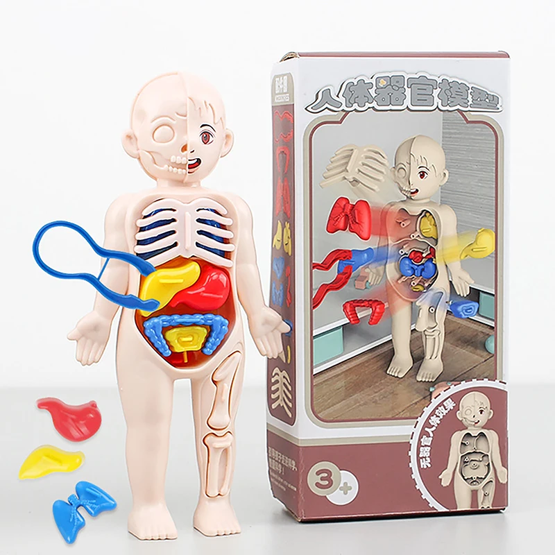 

Children Science Education Human Body Organ Anatomy Model DIY Assembled Medical Toys Teaching Tools 14PCS Set Montessori Toys