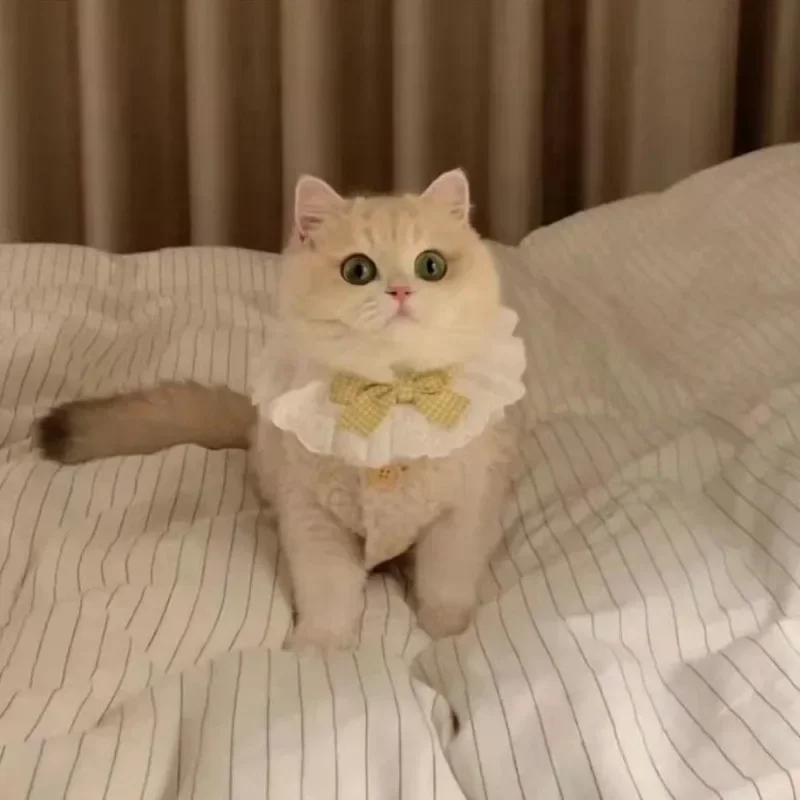 고양이 옷 따뜻한 Lamhair 조끼 부드럽고 아늑한 겨울 따뜻한 양털 운동복 강아지 새끼 고양이 자켓 코트 애완 동물 스핑크스 의상 스웨터 고양이