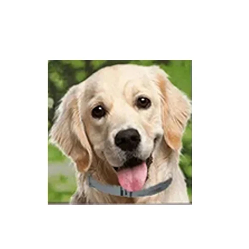 

Ошейник для большой собаки 70 см