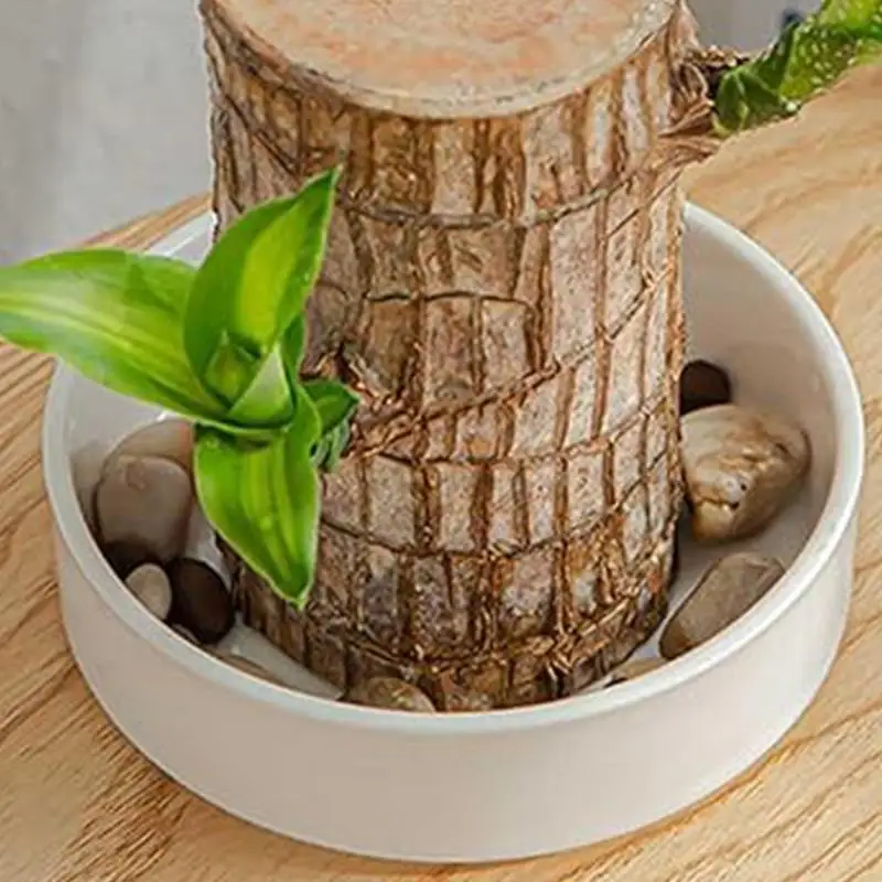 Mini Brazilian Lucky Wooden Tray Water Plant Dish Hydroponic Potted Tree Stump Tabletop Tray for Indoor Office Desktop College