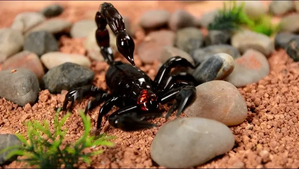 [ Funny ] Trick electronic pet RC simulation scorpion robotic insect prank toy beetle remote control smart animal Practic Jokes 2