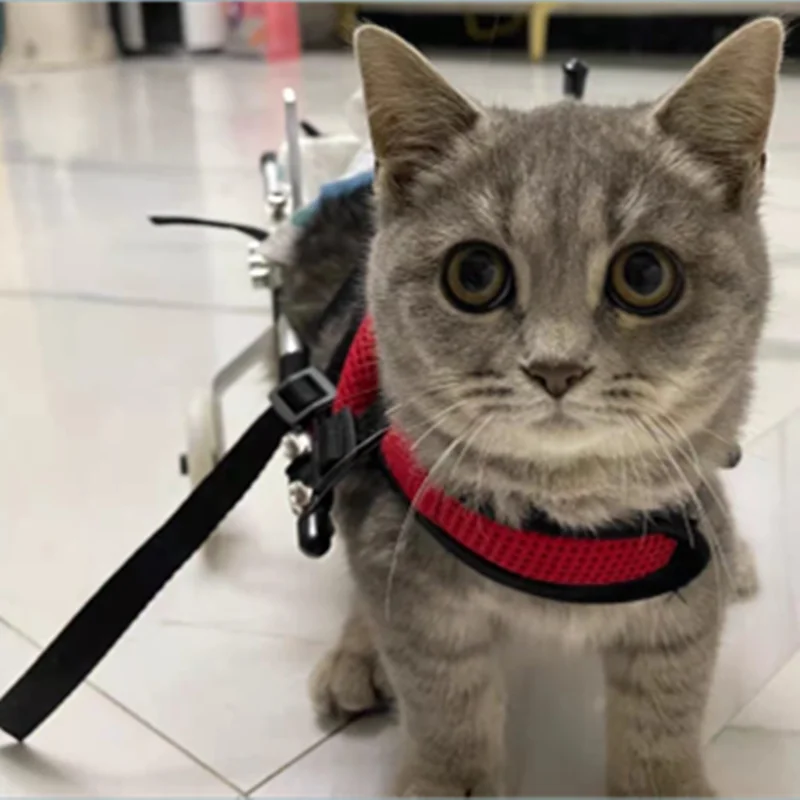 Cat Wheelchair Car Paralyzed Fracture Pet Hind Leg Spine Injury Rehabilitation Training Car Hind Limb Disability Stroller cat wheelchair