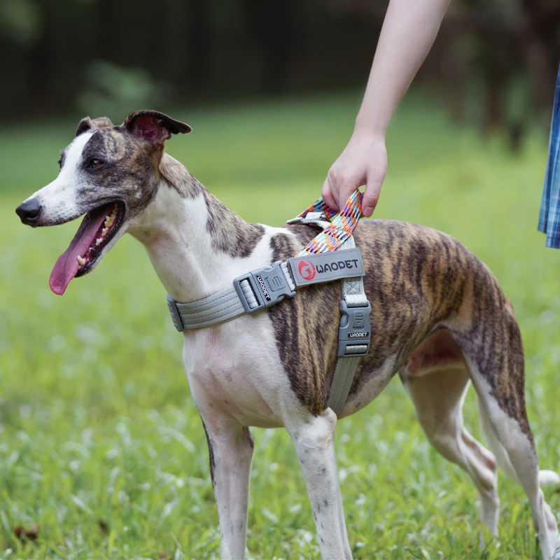 Durable No-Pull Nylon Dog Harness with Creative Flat Rope Design