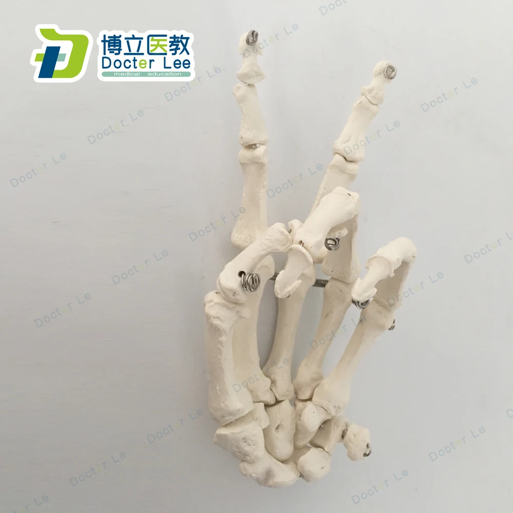Life Size Anatomical Hand Joint Human Hand Skeleton Model for Medical Science and Edudcation Tool