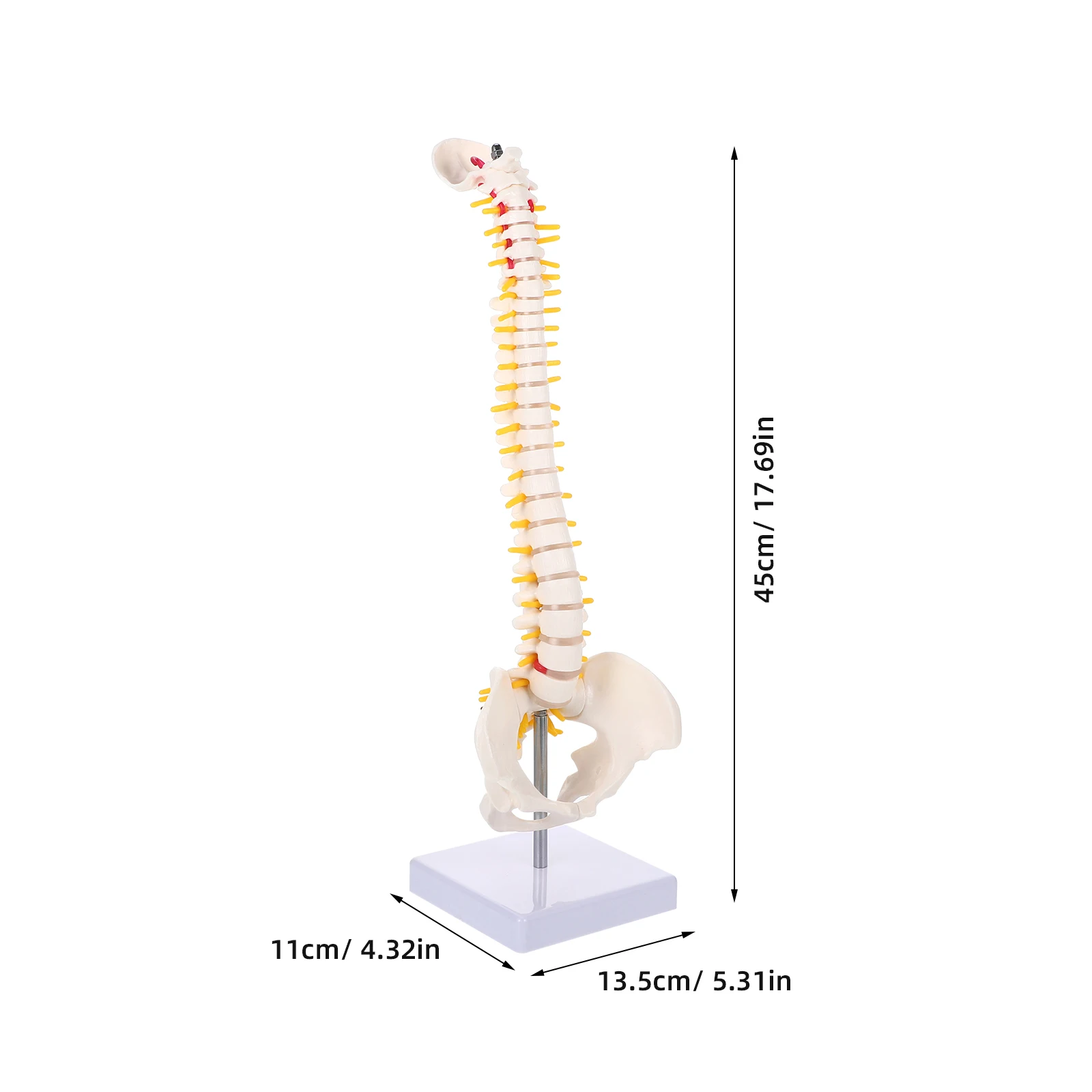 Pvc Spine Model For Practice Anatomy Education Vertebral Column Replica With Nerve Roots Spinal Arteries Intervertebral Discs