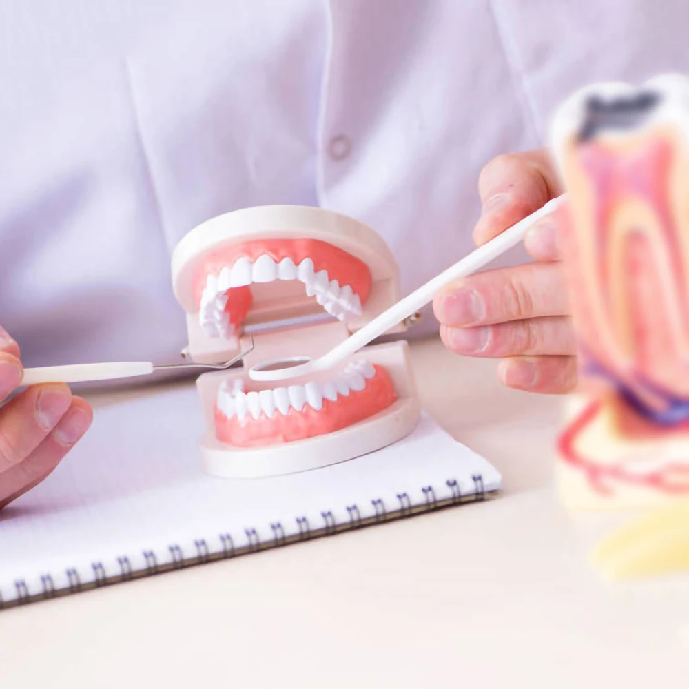 

Dental Standard Teeth Teaching Model Kids Denture Model Tooth Model for Student White Teeth Model Standard