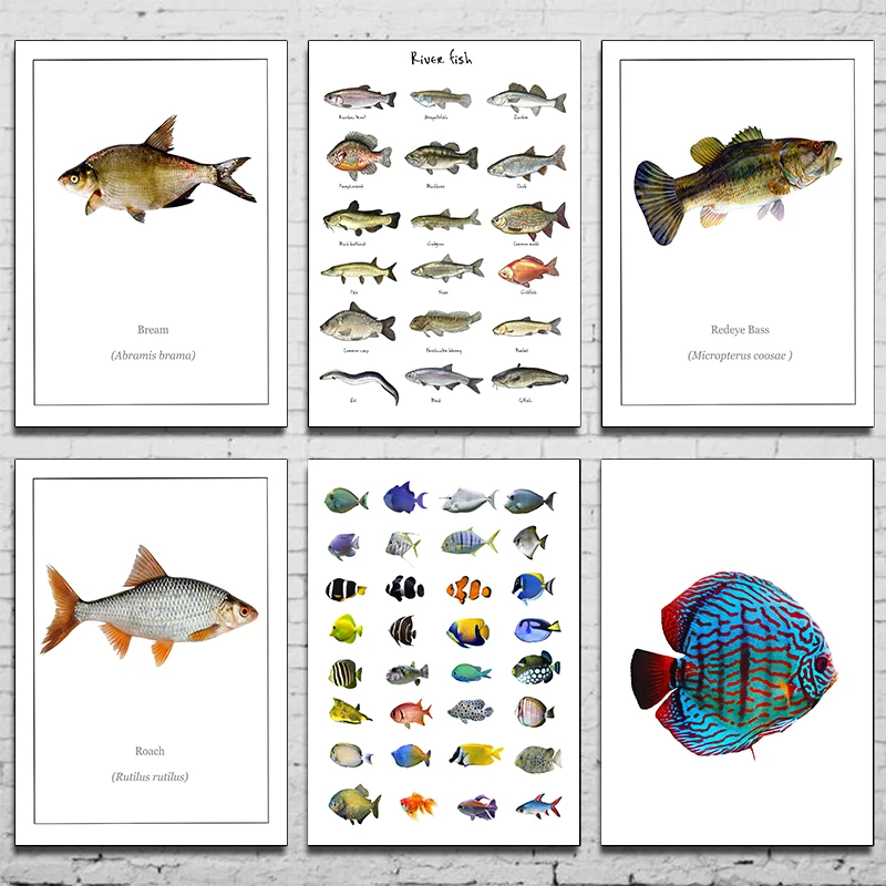 Fish Poster Bream Cat Tropical Fish Redeye Bass Fish Pesce D'Acqua Dolce Poster Canvas Painting Wall For Office Living Home Decor