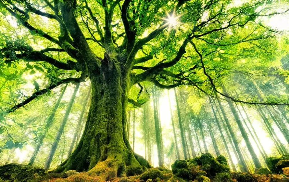 papier peint personnalisé avec forêt verte et grand fond décoration de paysage mur de fond