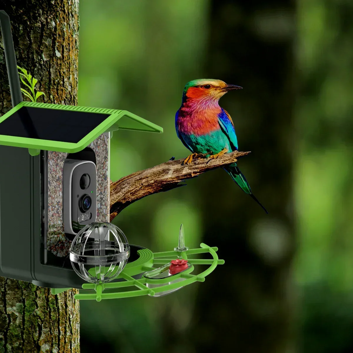 Bird Feeder Camera