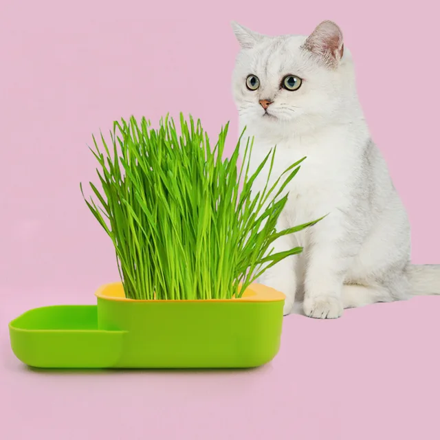 New cat grass box soil-free hydroponic cat grass planting potted wheat seeds digestible cat food bowl set New cat grass box soil-free hydroponic cat grass planting potted wheat seeds digestible cat food bowl set