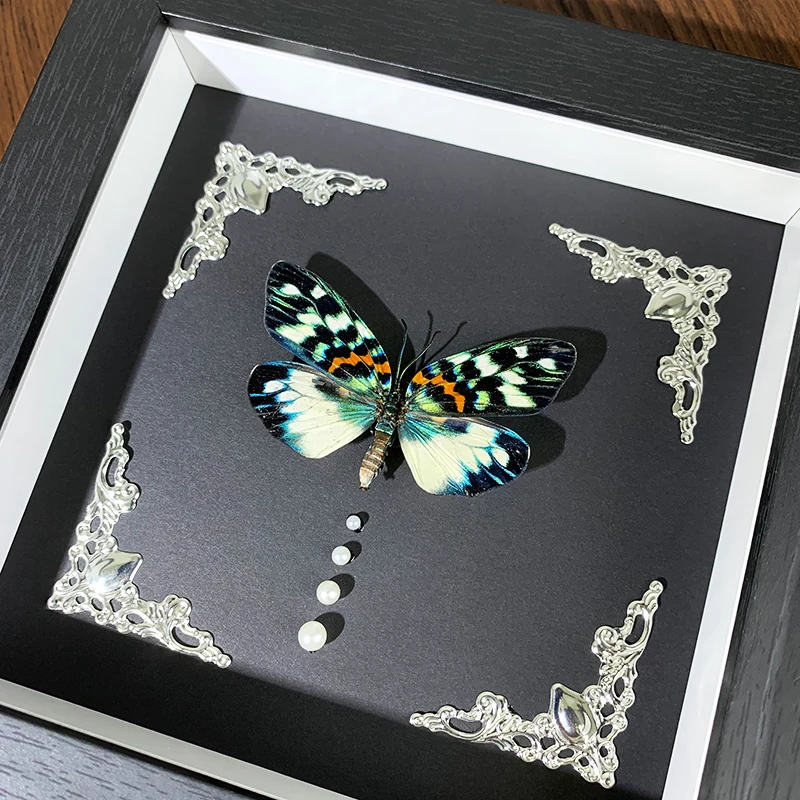 

Real moth butterfly specimen Decorative painting Insect decorations Bookshelf table Stereoscopic picture frame Handmade Crafts