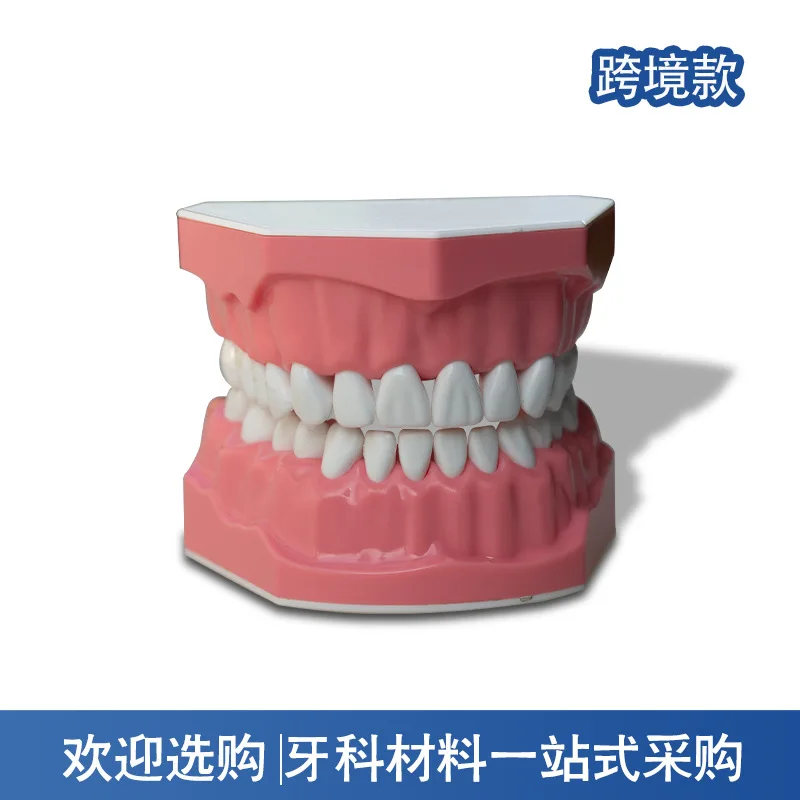 치아 디스플레이 모델, 연습용 모델 교구, 치과 교육용 모델