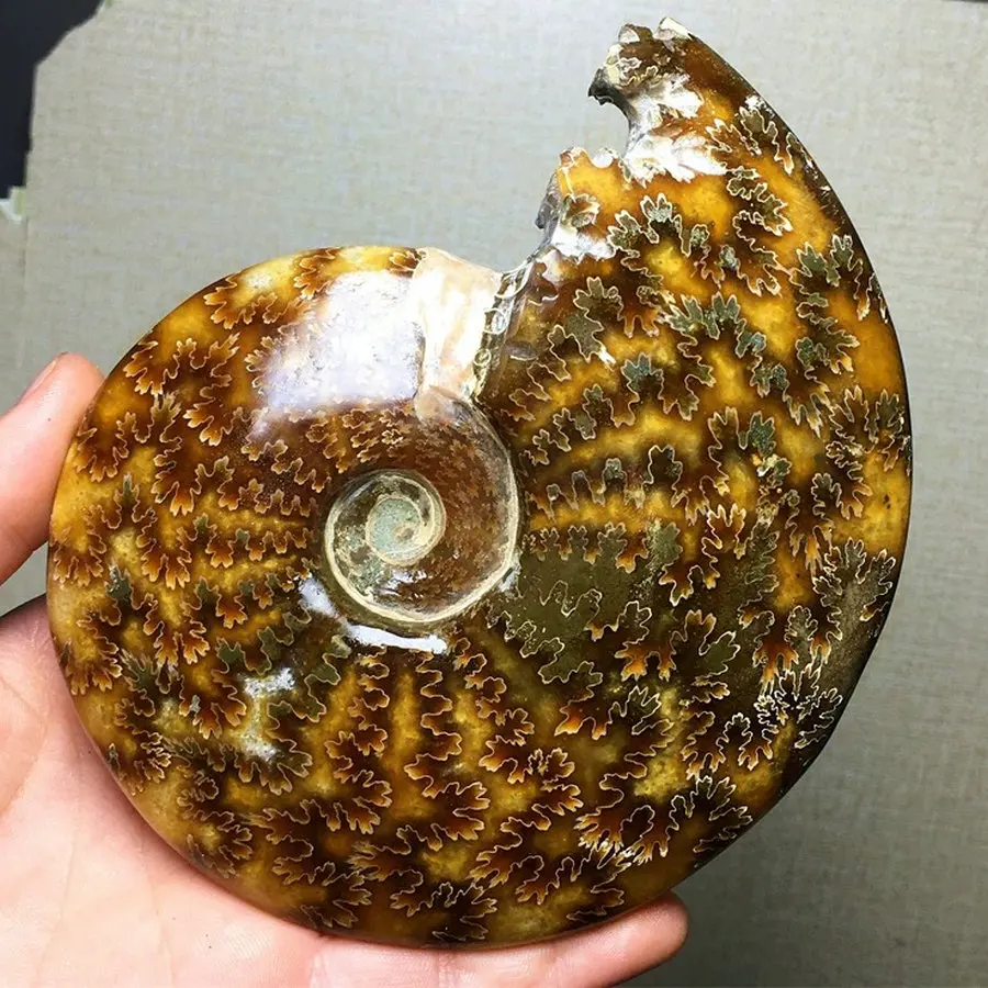 Natural conch fossilised beak jade conch maple leaf furniture office desk decoration
