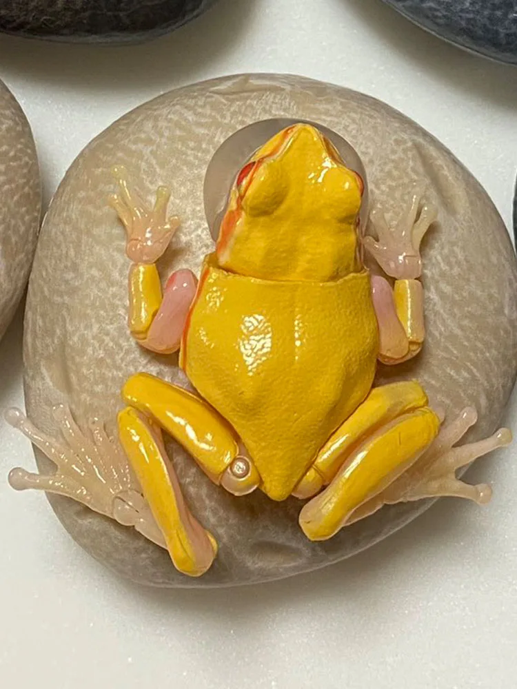 BANDAI Biological Encyclopedia Figures Model Tree frog rain