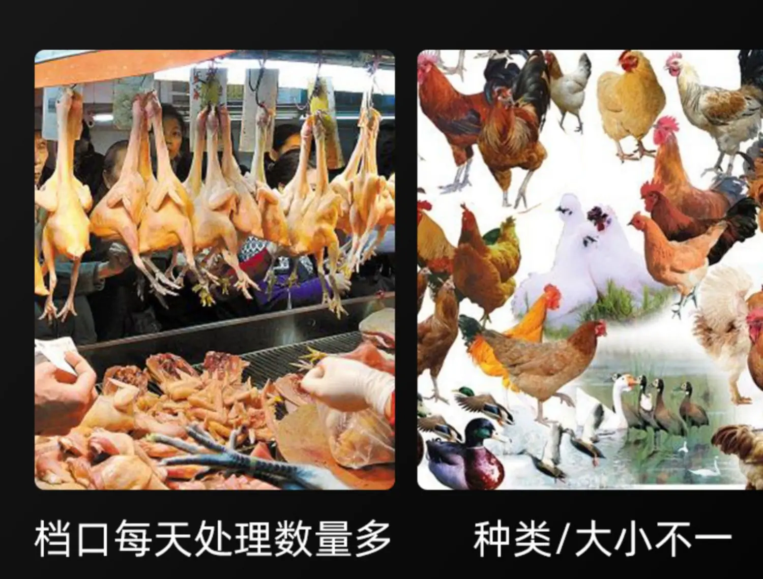 Chicken and duck plucking electric shaver chicken, duck and goose feather automatic stripping machine stripping bamboo shoots 4