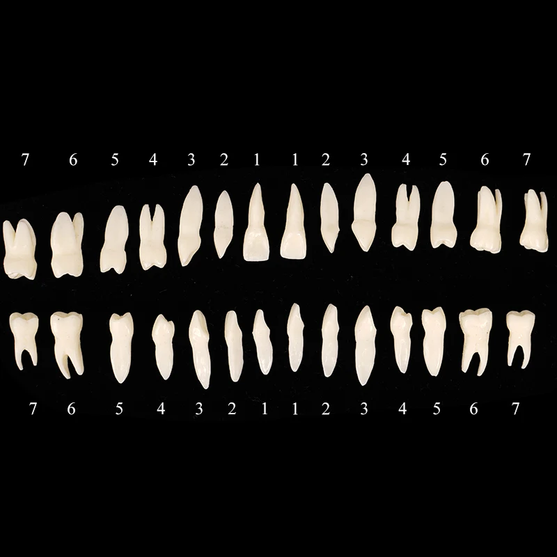 Kit De 28 Dents Résine Permanentes Avec Racines Simulées – Pour Démonstration Dentaire Ou Labo