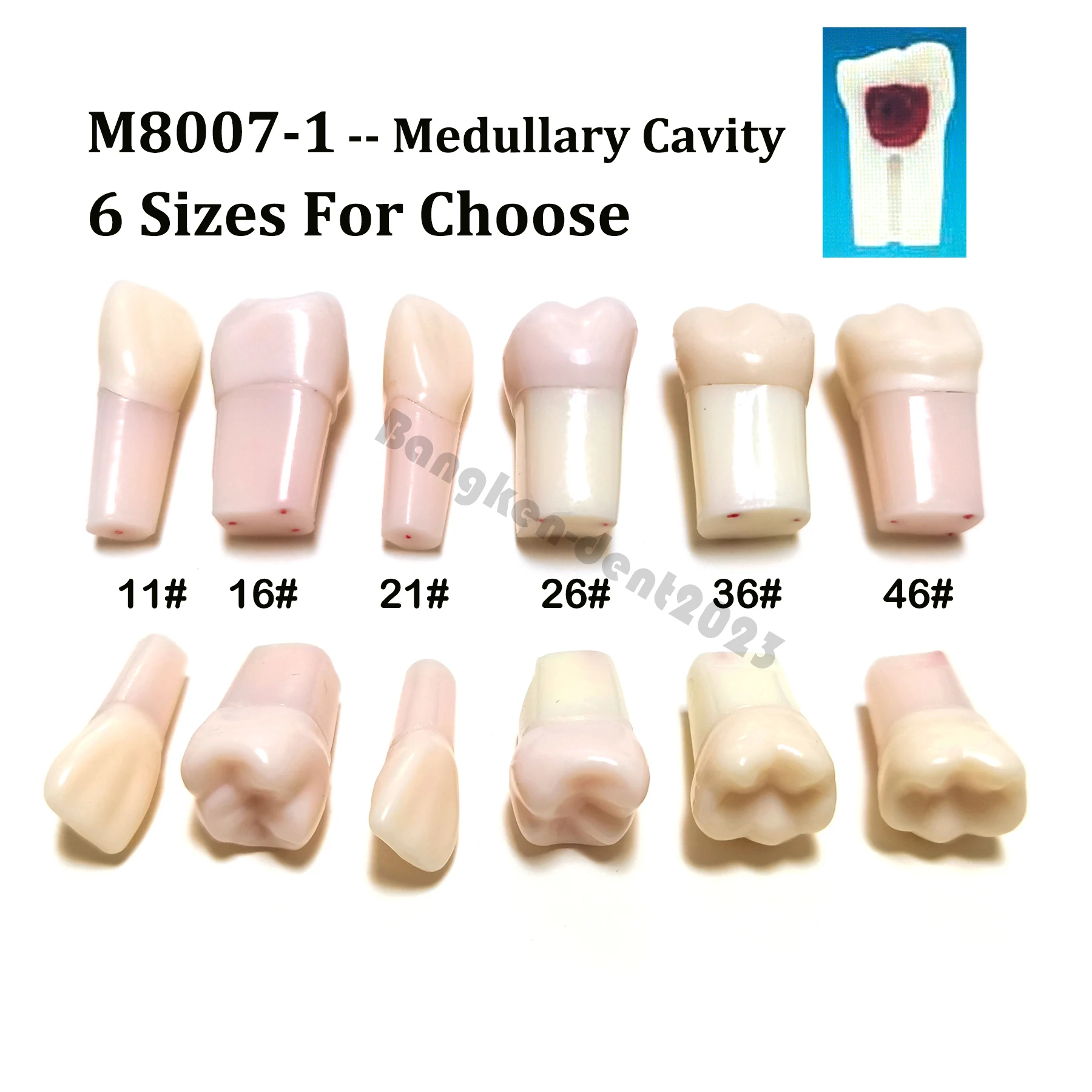 5 шт. Стоматологическая практика, эндодонтическая пульпа корневого канала, полость, медуллярная модель зубов RCT, Типоразмер 11 #16 #21 #26 #36 #46 #