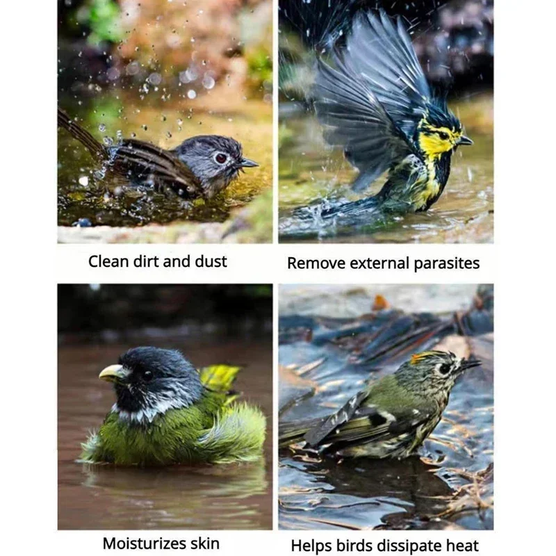 Parrot Bird Bath Basin 3