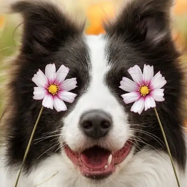 FMML Pet Supplies Discount Store